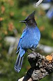 Steller's Jay